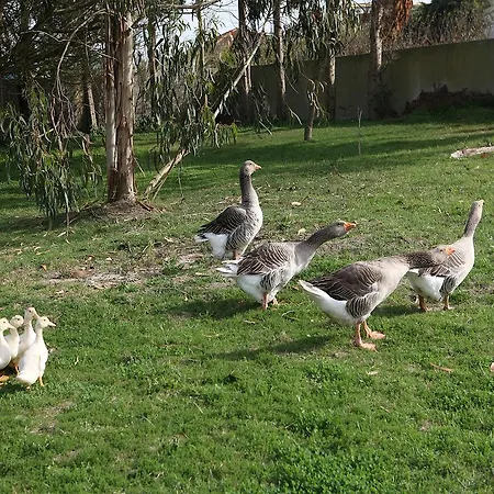 Quinta Da Eira Gasthuis *