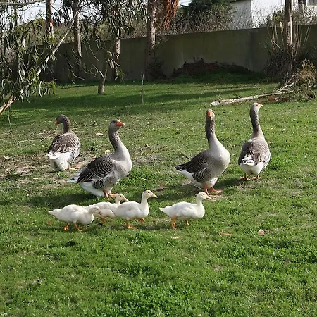 Quinta Da Eira